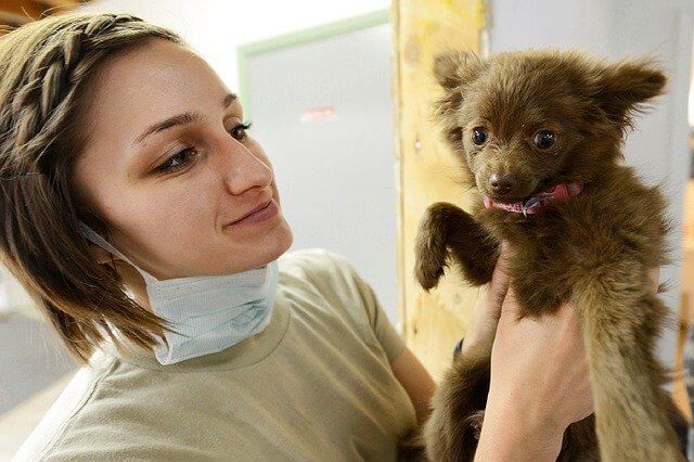 A Veterinary Assistant Holding Up A Small Animal